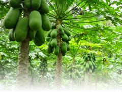 Đu Đủ ST12